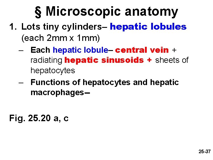 § Microscopic anatomy 1. Lots tiny cylinders– hepatic lobules (each 2 mm x 1