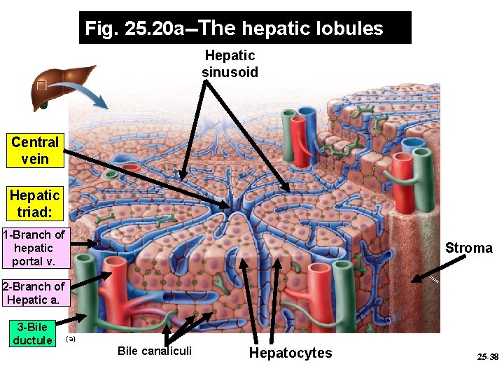 Fig. 25. 20 a--The hepatic lobules Hepatic sinusoid Central vein Hepatic triad: 1 -Branch