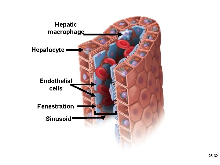 Hepatic macrophage Hepatocyte Endothelial cells Fenestration Sinusoid 25 -39 