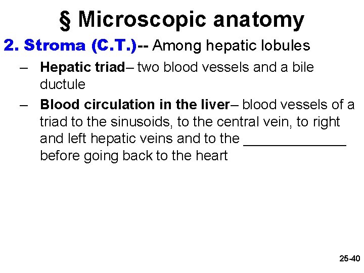 § Microscopic anatomy 2. Stroma (C. T. )-- Among hepatic lobules – Hepatic triad–