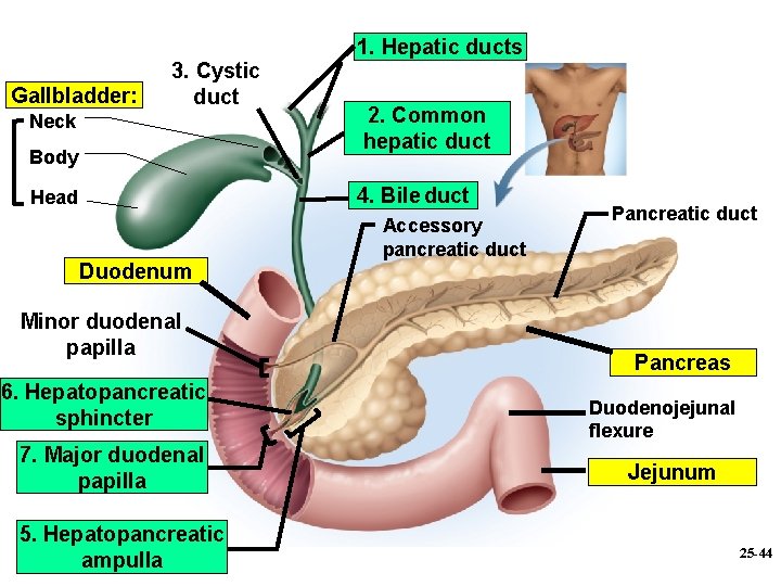 Gallbladder: 3. Cystic duct Neck Body 1. Hepatic ducts 2. Common hepatic duct 4.