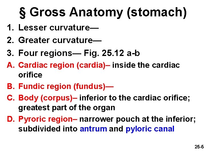 § Gross Anatomy (stomach) 1. Lesser curvature— 2. Greater curvature— 3. Four regions— Fig.