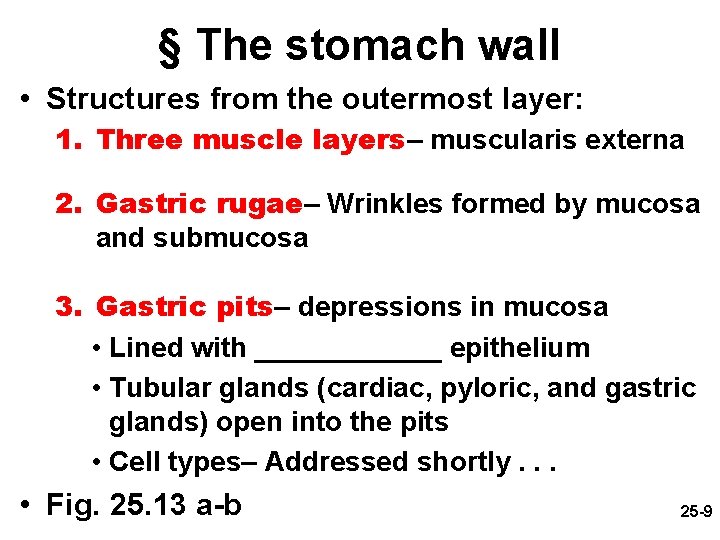 § The stomach wall • Structures from the outermost layer: 1. Three muscle layers–