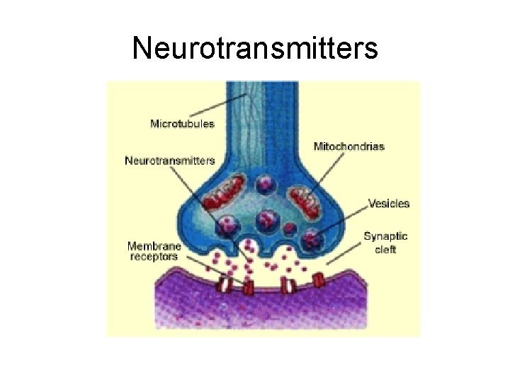 Neurotransmitters Neurotransmitters
