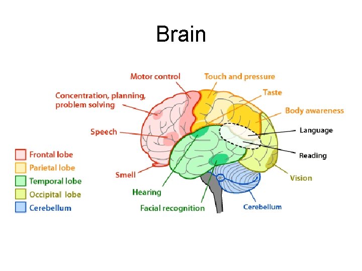 Brain Brain