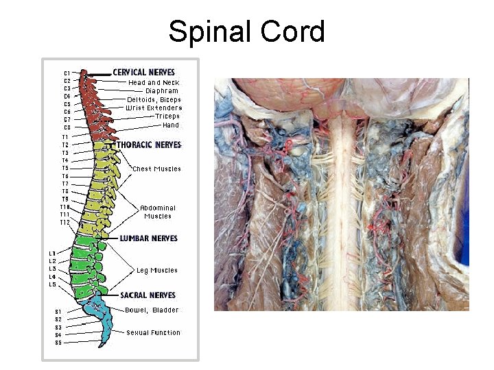 Spinal Cord Spinal Cord