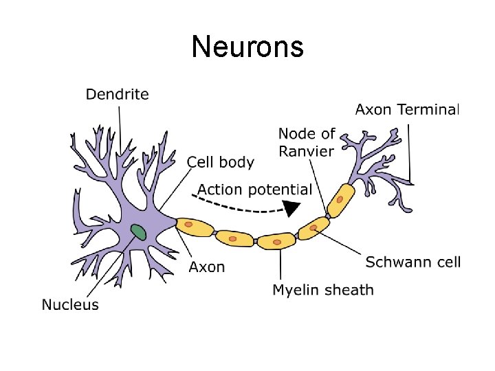 Neurons Neurons
