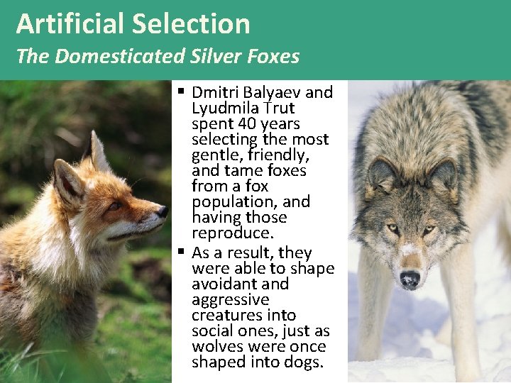 Artificial Selection The Domesticated Silver Foxes § Dmitri Balyaev and Lyudmila Trut spent 40