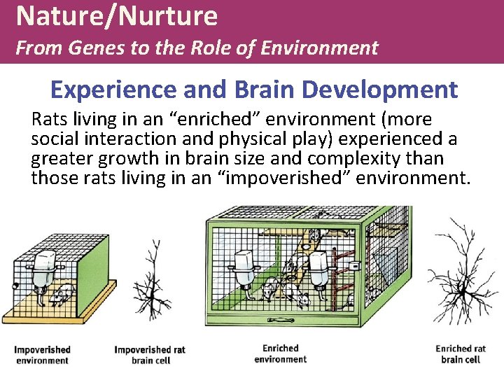 Nature/Nurture From Genes to the Role of Environment Experience and Brain Development Rats living