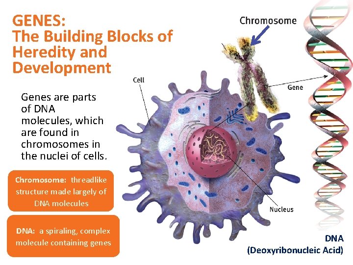 GENES: The Building Blocks of Heredity and Development Genes are parts of DNA molecules,