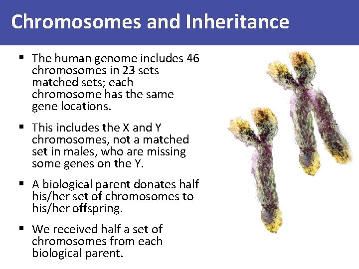 Chromosomes and Inheritance § The human genome includes 46 chromosomes in 23 sets matched