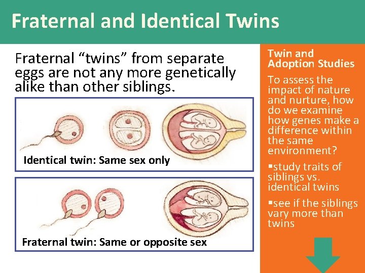 Fraternal and Identical Twins Fraternal “twins” from separate eggs are not any more genetically