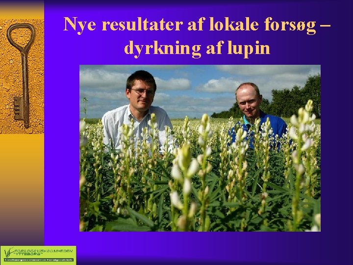 Nye resultater af lokale forsøg – dyrkning af lupin 
