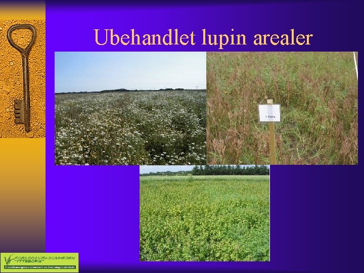 Ubehandlet lupin arealer 