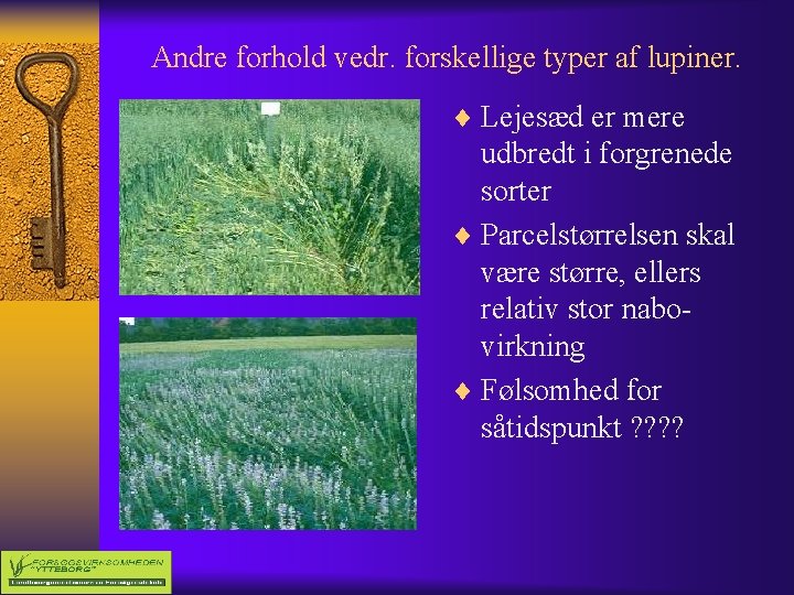 Andre forhold vedr. forskellige typer af lupiner. ¨ Lejesæd er mere udbredt i forgrenede