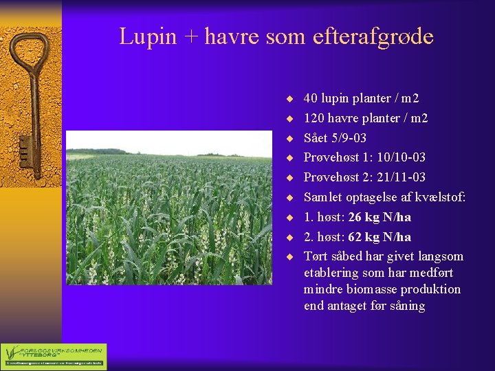 Lupin + havre som efterafgrøde ¨ 40 lupin planter / m 2 ¨ 120