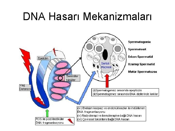 DNA Hasarı Mekanizmaları 