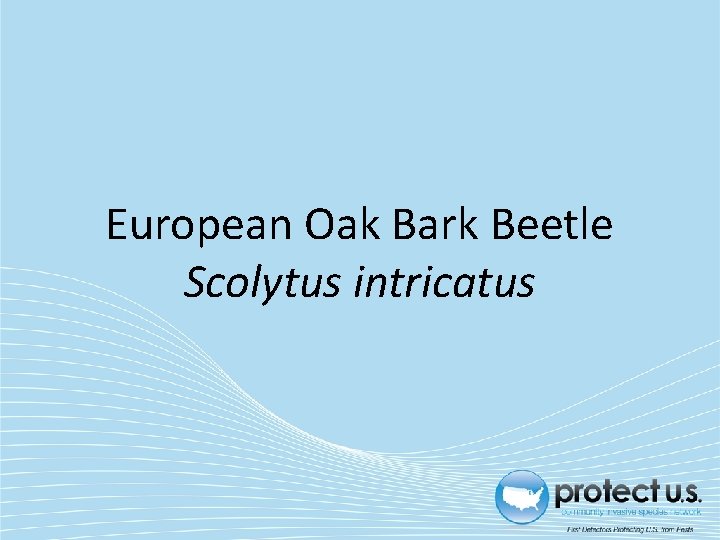 European Oak Bark Beetle Scolytus intricatus 