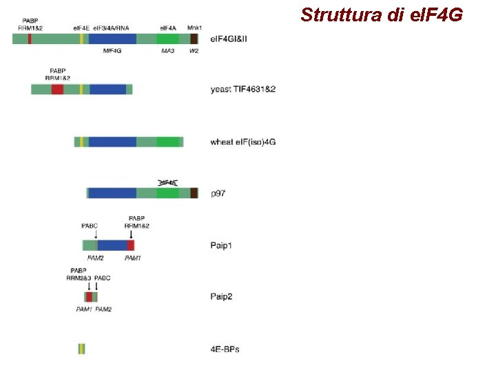 Struttura di e. IF 4 G 