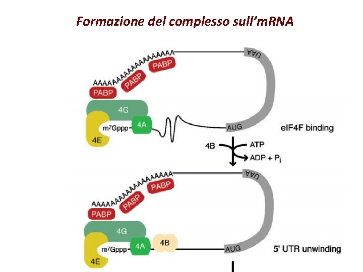 Formazione del complesso sull’m. RNA 