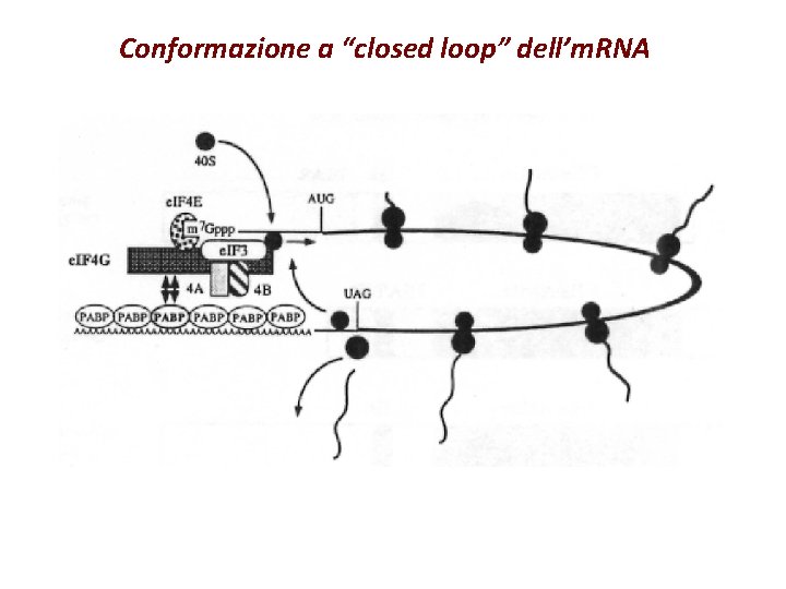 Conformazione a “closed loop” dell’m. RNA 