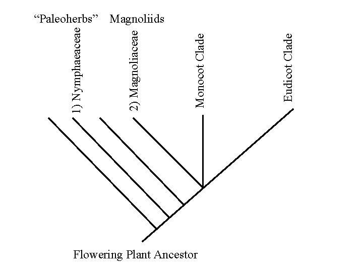 Flowering Plant Ancestor Eudicot Clade Monocot Clade 2) Magnoliaceae 1) Nymphaeaceae “Paleoherbs” Magnoliids Flowering Plant Ancestor Eudicot Clade Monocot Clade 2) Magnoliaceae 1) Nymphaeaceae “Paleoherbs” Magnoliids
