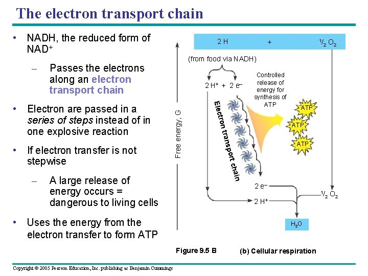 The electron transport chain • NADH, the reduced form of NAD+ Passes the electrons