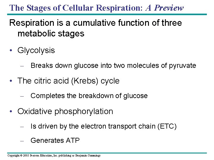 The Stages of Cellular Respiration: A Preview Respiration is a cumulative function of three
