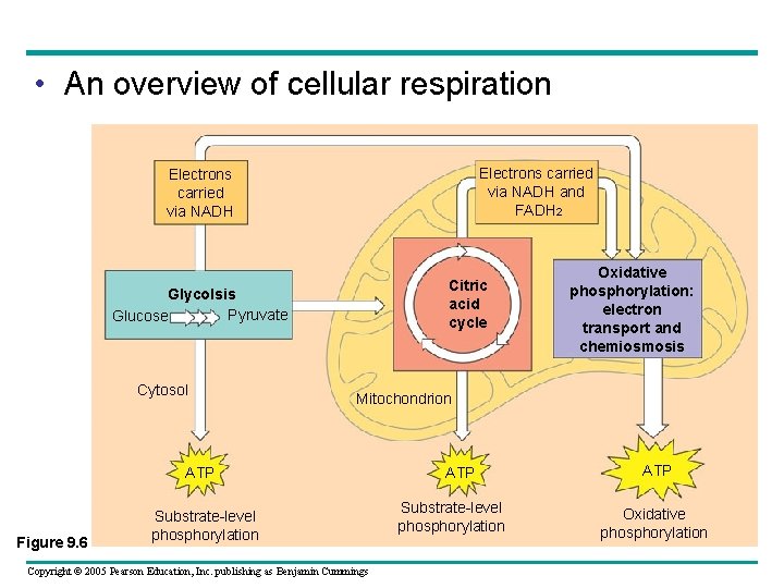  • An overview of cellular respiration Electrons carried via NADH and FADH 2