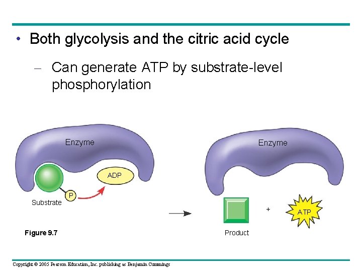  • Both glycolysis and the citric acid cycle – Can generate ATP by