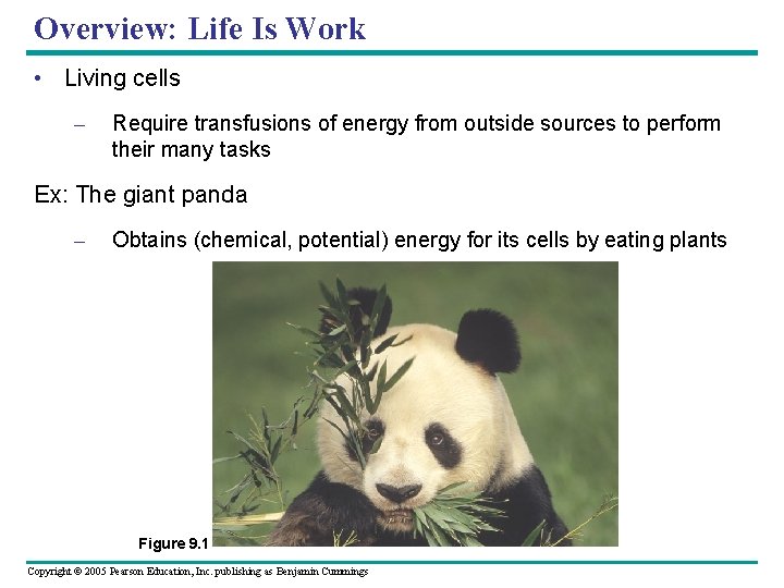Overview: Life Is Work • Living cells – Require transfusions of energy from outside