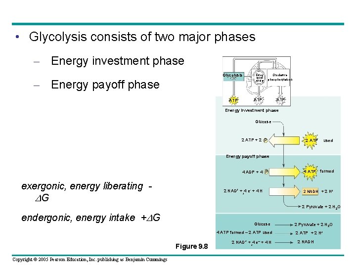  • Glycolysis consists of two major phases – Energy investment phase Glycolysis –