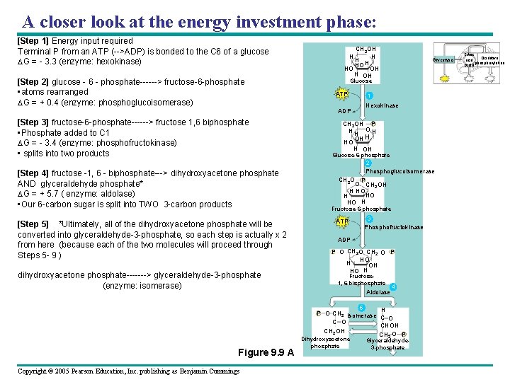 A closer look at the energy investment phase: [Step 1] Energy input required Terminal