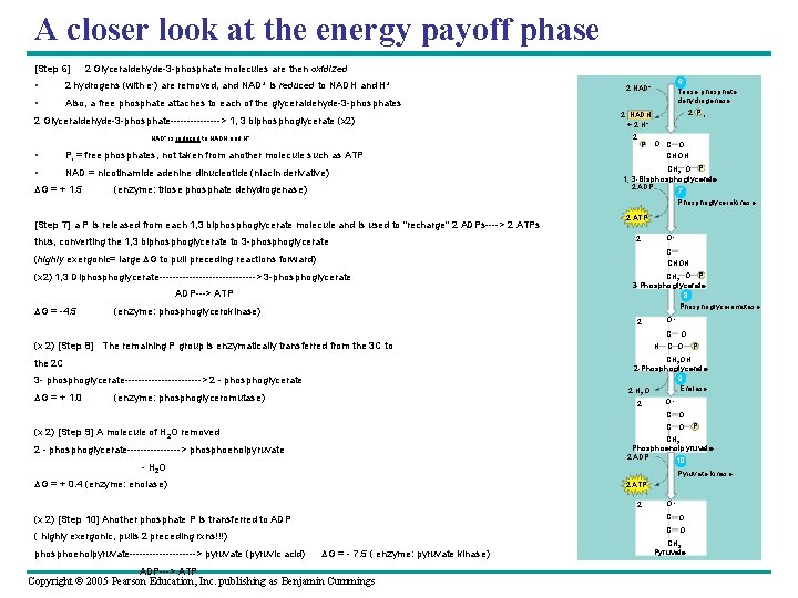 A closer look at the energy payoff phase [Step 6] 2 Glyceraldehyde-3 -phosphate molecules