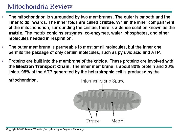 Mitochondria Review • The mitochondrion is surrounded by two membranes. The outer is smooth