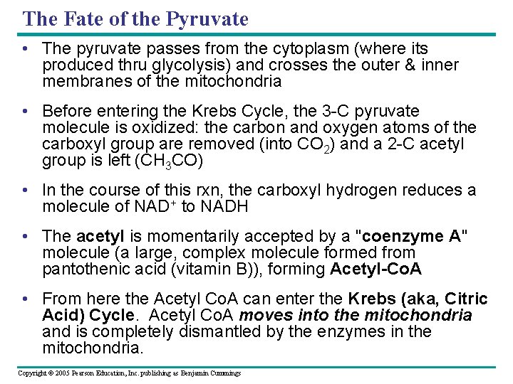 The Fate of the Pyruvate • The pyruvate passes from the cytoplasm (where its