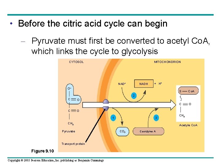  • Before the citric acid cycle can begin – Pyruvate must first be