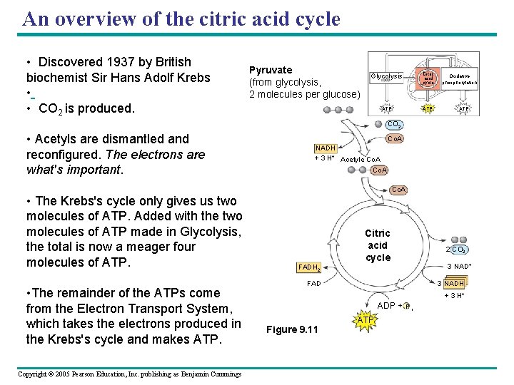 An overview of the citric acid cycle • Discovered 1937 by British biochemist Sir