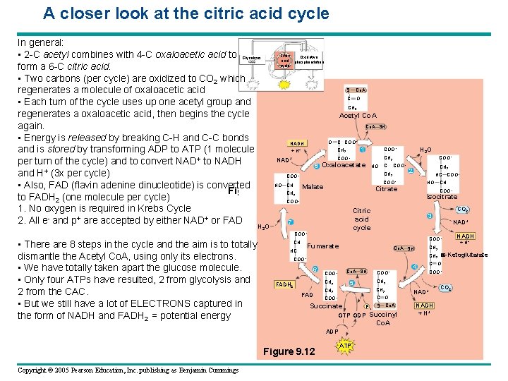 A closer look at the citric acid cycle In general: Citric • 2 -C