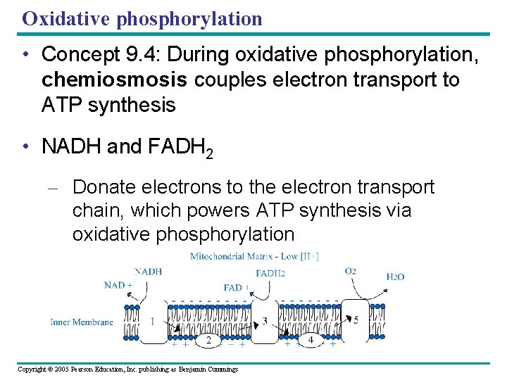 Oxidative phosphorylation • Concept 9. 4: During oxidative phosphorylation, chemiosmosis couples electron transport to