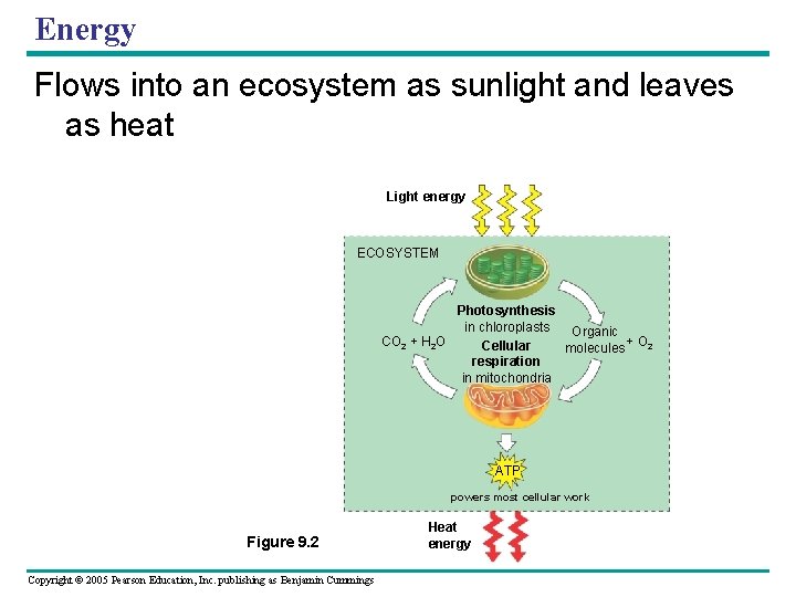 Energy Flows into an ecosystem as sunlight and leaves as heat Light energy ECOSYSTEM