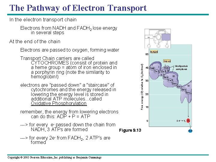 The Pathway of Electron Transport In the electron transport chain Electrons from NADH and