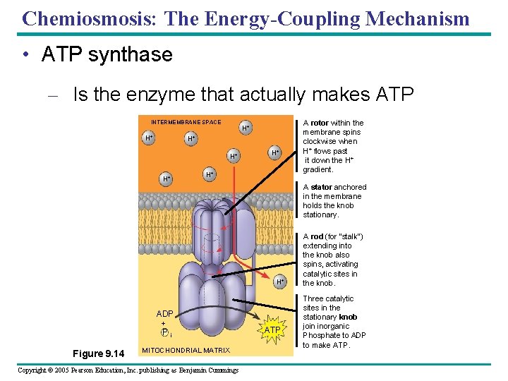 Chemiosmosis: The Energy-Coupling Mechanism • ATP synthase – Is the enzyme that actually makes