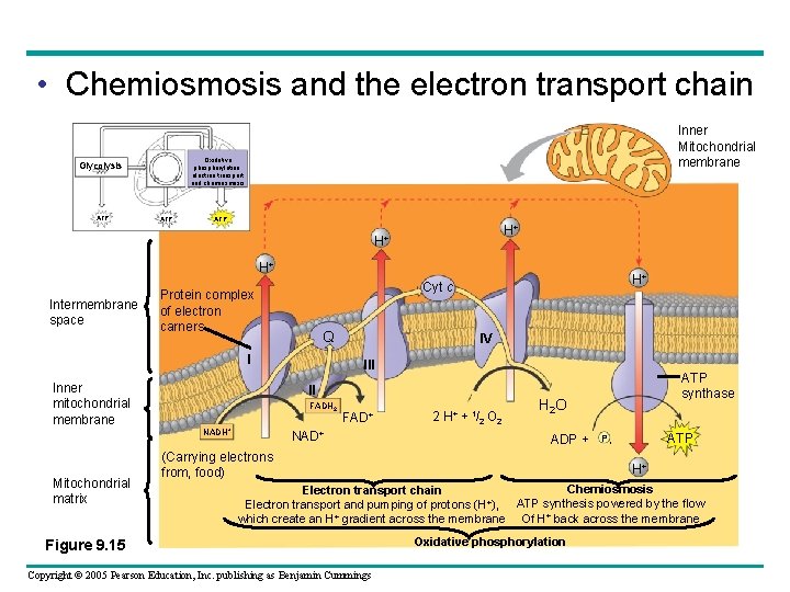  • Chemiosmosis and the electron transport chain Oxidative phosphorylation. electron transport and chemiosmosis