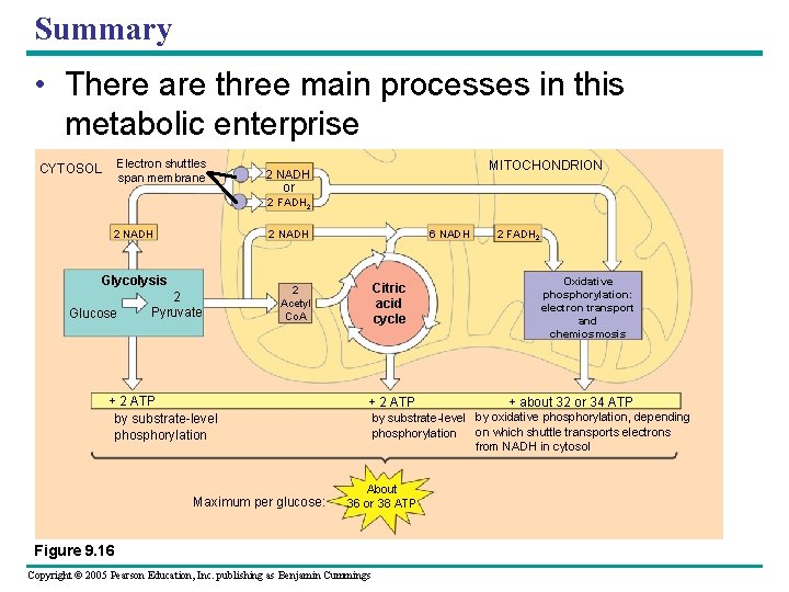 Summary • There are three main processes in this metabolic enterprise Electron shuttles span