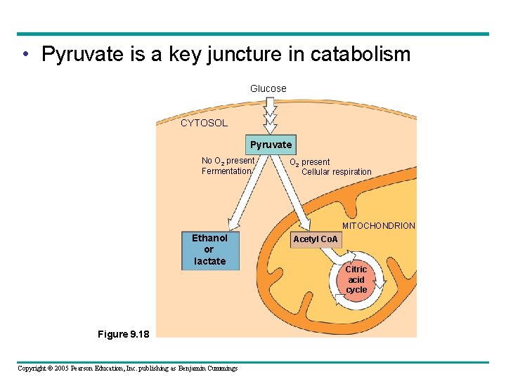  • Pyruvate is a key juncture in catabolism Glucose CYTOSOL Pyruvate No O