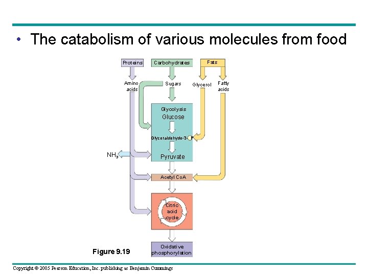  • The catabolism of various molecules from food Proteins Carbohydrates Amino acids Sugars