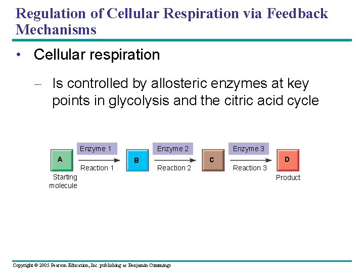 Regulation of Cellular Respiration via Feedback Mechanisms • Cellular respiration – Is controlled by