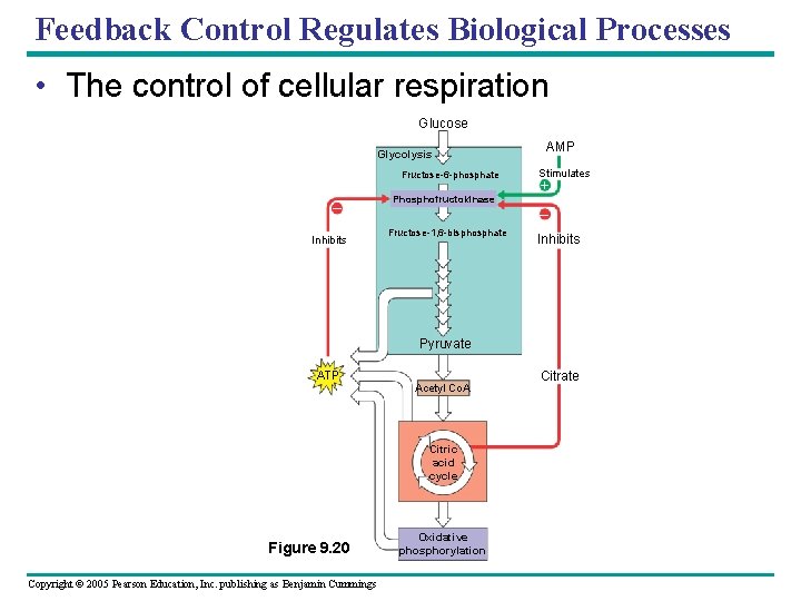 Feedback Control Regulates Biological Processes • The control of cellular respiration Glucose Glycolysis Fructose-6