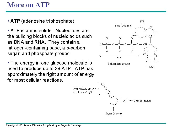 More on ATP • ATP (adenosine triphosphate) • ATP is a nucleotide. Nucleotides are